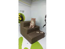 Лесенка для собак мелких пород 45*60*40