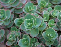 Очиток Lime zinger, C2