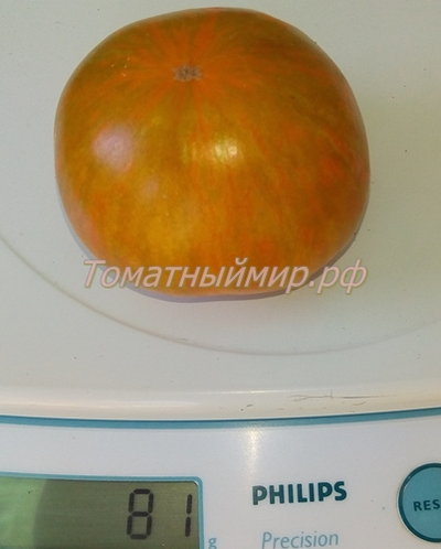 Томат гном Полосатый Джереми (Dwarf Jeremy’s Stripes), США