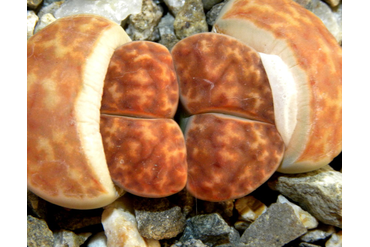 Lithops karasmontana 'summitatum'
