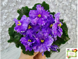 Nik-Звезды над Фиджи (Н. Булко) 2024 г.