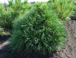 Глобоза Виридиз сосна обыкновенная (Pinus sylvestris Globosa Viridis) (15-20см/5л)