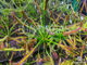 Drosera capensis "Giant"