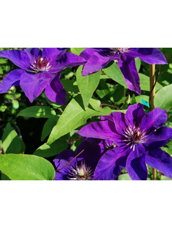 Клематис President (Президент), контейнер 2л