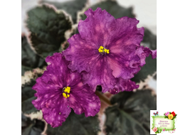 ВаТ-Калейдоскоп (Т. Валькова) 2015 г.