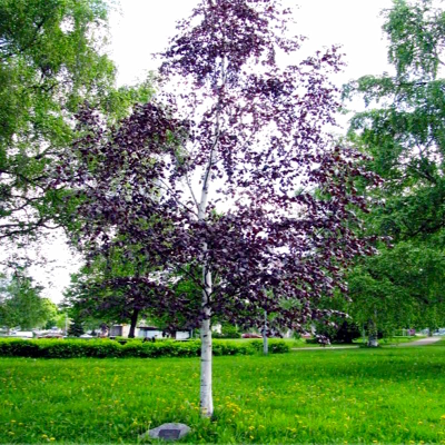 Береза повислая Purpurea