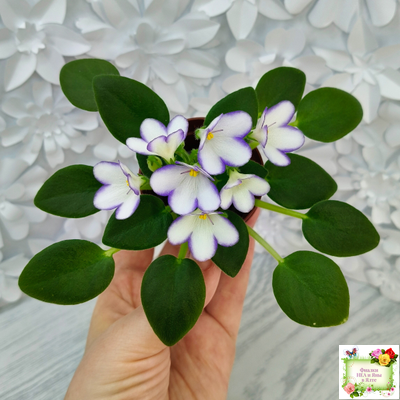 2А-Проба Пера (Е. Кольцова) 2024 г. (детка)