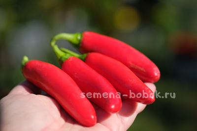 Острый перец CH-19, 10 шт