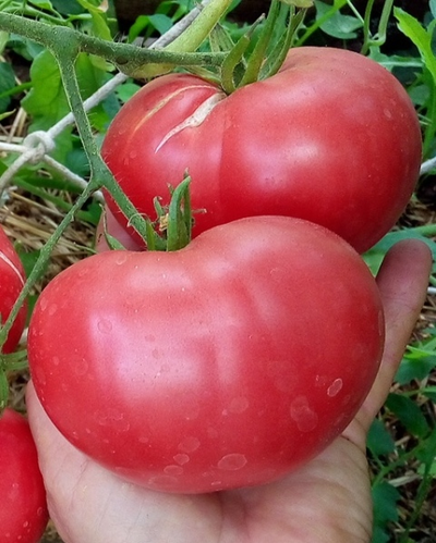 Томат Памяти Корнеева