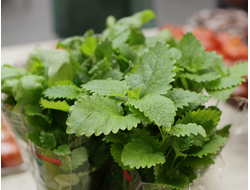 Мята перечная, 6 шт