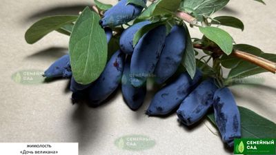 Жимолость "Дочь Великана"