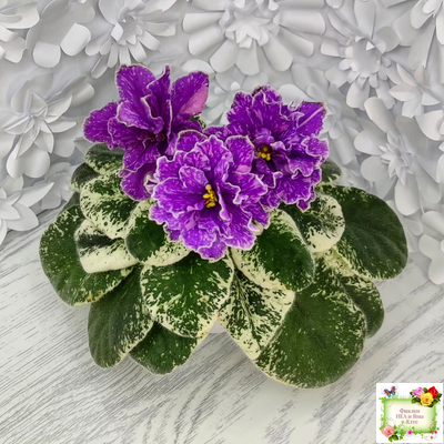 SV-Космические Ежи (С. Суворова) 2021 г.