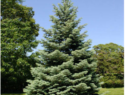 Пихта одноцветная, C2