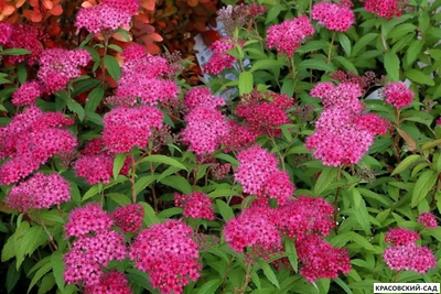 Спирея Дартс Ред - Dart`s Red