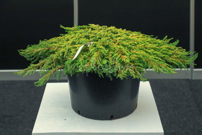 Можжевельник обыкновенный Lemon Carpet