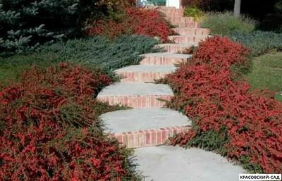 Кизильник Корал Бьюти - Coral Beauty