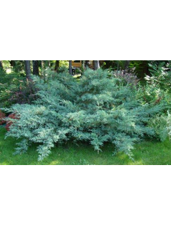 Можжевельник виргинский Хетц Вариегатта, C3