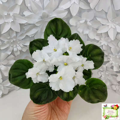 OS-Джунгарик (С.Осипова) (клакамас с кроновой пестролистностью)