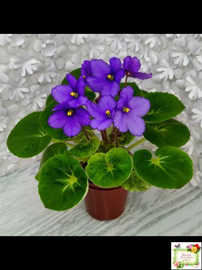 LV-Олег+Алиса (Л. Шевелева) 2025 г. (гёрл-лист с кроновой пестролистностью)