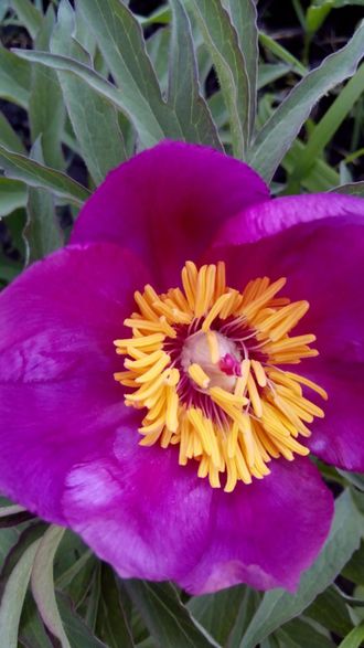 Paeonia Chameleon