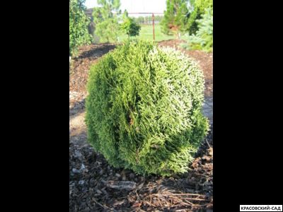 Туя Ватерфилд - Waterfield