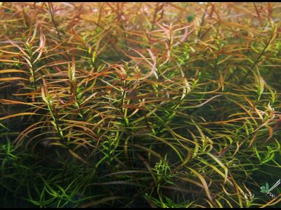 Людвигия узколистная болотная (пучок)