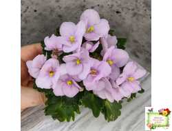 Morgan's Ivy League (C.Eros) (детка)