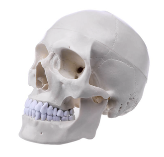 череп, человека, анатомический, человеческий, skull, кость, скелет, голова, лицо, труп, зубы, фигура