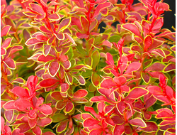 Барбарис Тунберга Vulcano, C2