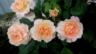 Комтесса (Comtessa ), Ч\Г, Tantau