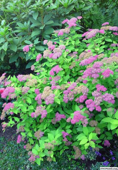 Спирея японская Голден Принцесс - купить в красовский-сад.рф
