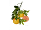 Грейпфрут красный (Citrus paradisi) (цедра) 30 мл - 100% натуральное эфирное масло