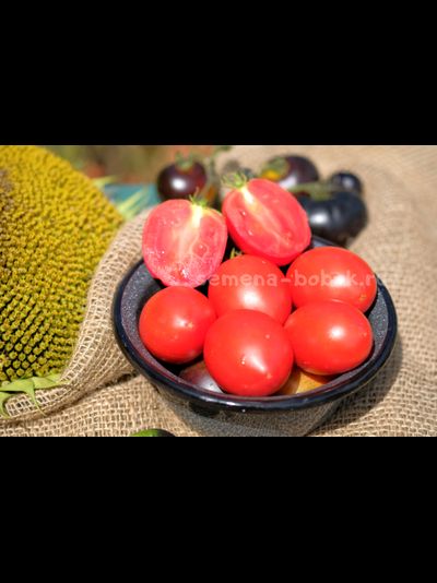 Томат Dwarf Sneaky Sauce (Гном для соуса), 10 шт