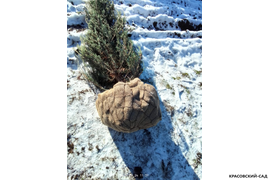 Можжевельник Блю Эрроу 3 метра - Фото копаем зимой - Красовский-Сад.рф