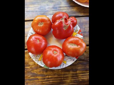 Томат Санта Лючия, (Sainte Lucie) США