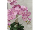Композиция орхидея розовая кашпо малое № ОР010