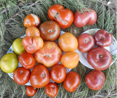 Томат Минусинские яблочные