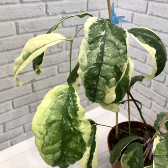 CLERODENDRUM WALLICHII ALBOMARGINATA / Клеродендрум Уоллиса альбомаргината