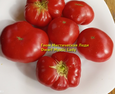 Томат Таинственная леди Dwarf Mystic Lady, Мистическая леди)