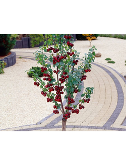 Вишня колоновидная Кудрявая