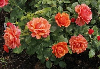 Изи даз ит (Easy Does It), Harkness