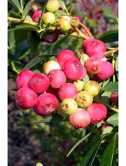 Голубика высокорослая  Пинк Лимонад