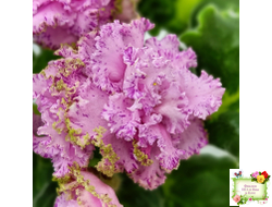 ЛЕ-Медуница (Е. Лебецкая) 2020 г. (сортовая омоложенная розетка)