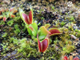 Dionaea muscipula Big teeth red giant