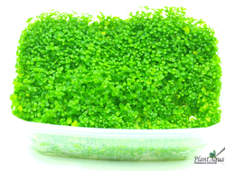 MICRANTHEMUM TWEEDIEI "MONTE CARLO"/ МИКРАНТЕМУМ "МОНТЕ КАРЛО" (меристемный) XL КОНТЕЙНЕР