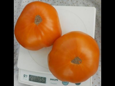 Томат Амана Оранж (Amana orange)