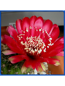 Lobivia cinnabarina v. grandiflora LK 34/14