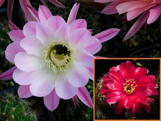 Echinopsis hybrid `Kamilla` x Lobivia tiegeliana - 5 семян