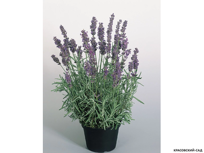 Лаванда узколистная - Angustifolia