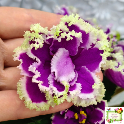 ЕК-Малахитовая Орхидея (Е. Коршунова) 2012 г.